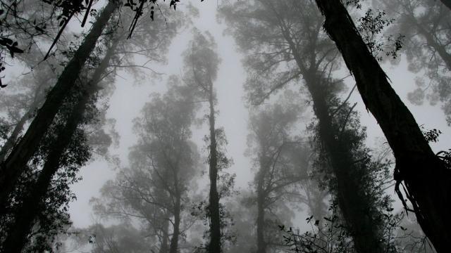 Black and white image of trees in a forest