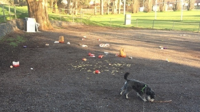 A grass & dirt area, with Vincent, Mark Kenny's Schnauzer dog in the foreground with a stick. Behind Vincent, is a large amount of litter - McDonalds food wrappers and food.